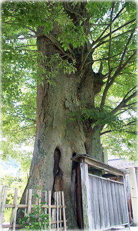 画像:曽我部町寺のケヤキ