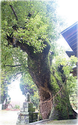 画像:上楠田天満宮のクスノキ