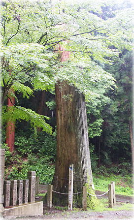 神種神元神社の大杉 画像:神種神元神社の大杉