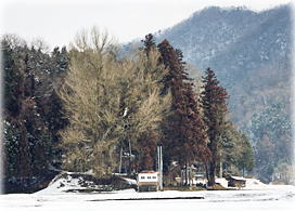 画像:上高野山の乳下りイチョウ(遠景)