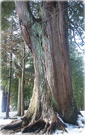 画像:上湯川八幡神社のスギ