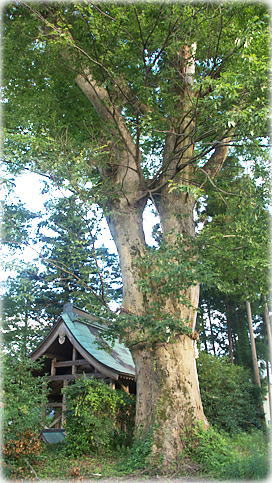画像：上槻瀬大歳神社のケヤキ
