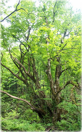 画像:金山川のカツラ