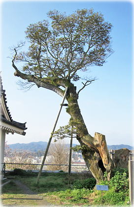 画像:舞鶴公園のホルトノキ