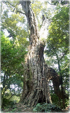 �摜�F�F�������{�̃C�`�C�K�V