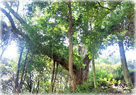 �摜�F�F�������{�̃C�`�C�K�V_2