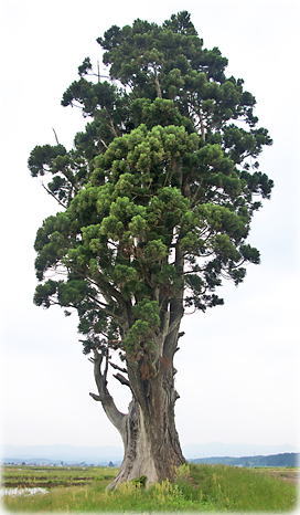 画像:傾城壇の一本杉(全景)