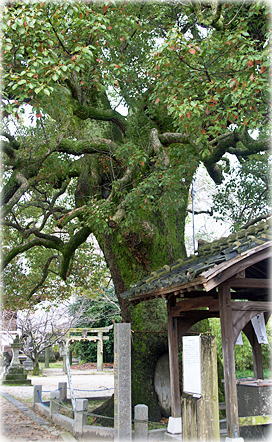 画像:日枝神社の楠(クスノキ)