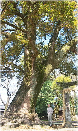 画像:琴路神社のクスノキ(幹と並ぶ)