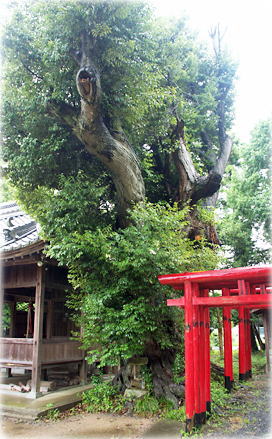 画像：喜田大歳神社のツブラジイ