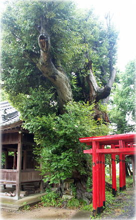 画像:喜田大歳神社のツブラジイ