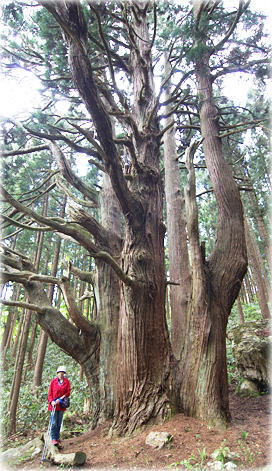 画像:小岩内の姥杉(幹と並ぶ)