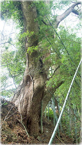 画像:小黒川のクスノキ