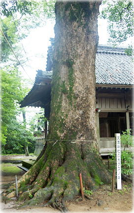 画像:天満神社の大クスノキ