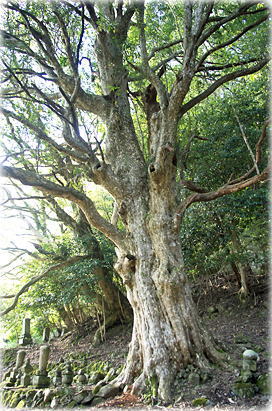 画像:今滝寺のカゴノキ_1