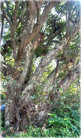 �摜�F�����̃^�u�m�L