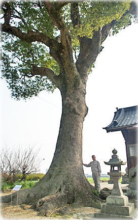 画像:甲柳原天満宮の楠(幹と並ぶ)