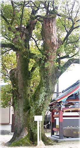画像:香椎神社のクスノキ