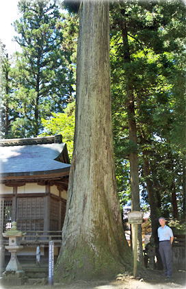 画像:口榎原大歳神社のスギ(幹と並ぶ)