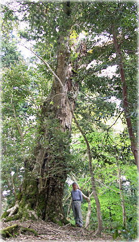 �摜�F�����_�Ђ̃E���W���K�V�i���ƕ��ԁj