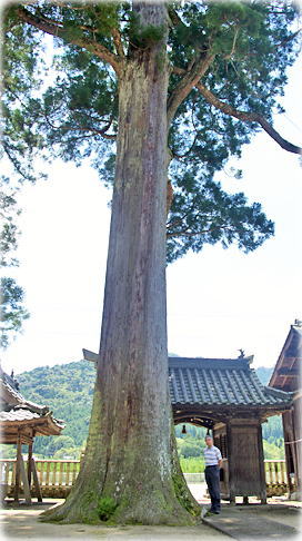 画像：牧山神社のスギ（幹と並ぶ）