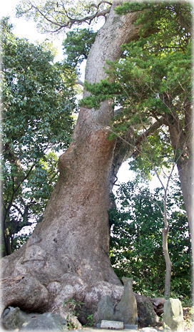 松原八幡神社のクスノキ 画像:松原八幡神社のクスノキ
