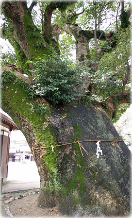 画像:松原神社のクスノキ