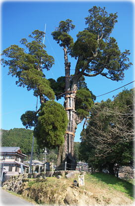 画像:女夫木の大スギ(全景)