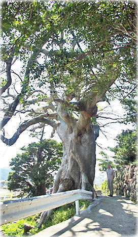 画像:三井楽のエノキ(幹と並ぶ)