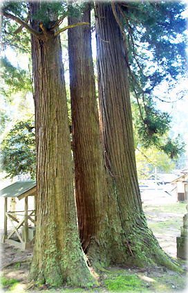 画像：神子畑稲荷神社のスギ