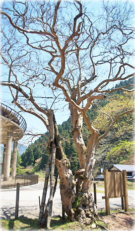 画像：神子畑のサルスベリ