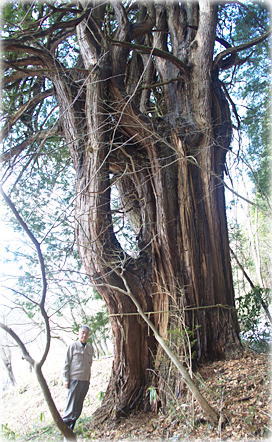 画像:三河内のヒノキ(幹と並ぶ)
