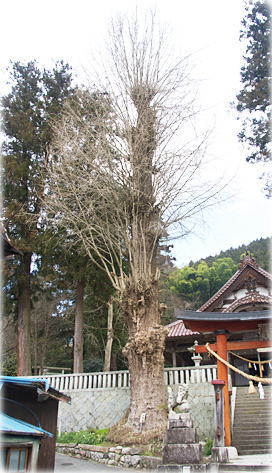 画像:長尾神社のイチョウ(全景)