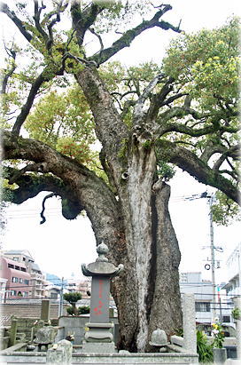 画像:長照寺のクスノキ