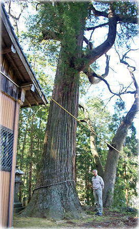 画像:川内神社のスギ(幹と並ぶ)