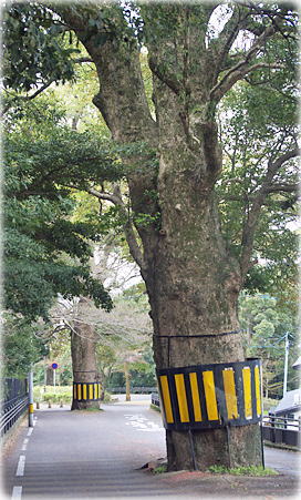 画像:長崎公園周辺のクスノキ