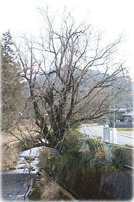 画像:仁保のクワ(全景)