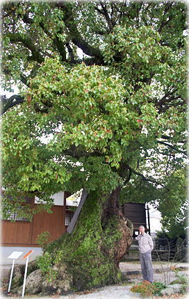画像:西中野天満宮のクスノキ(幹と並ぶ)