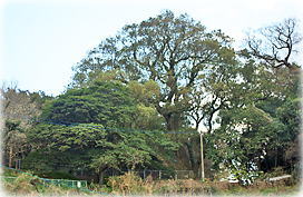 画像:小浜神社公園のクスノキ(遠景)
