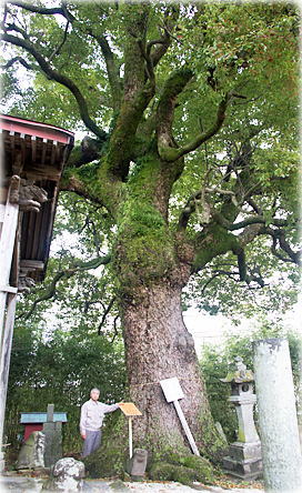 画像:老松天満宮のクスノキ(幹と並ぶ)