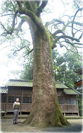 画像:生立八幡宮の大楠(幹と並ぶ)