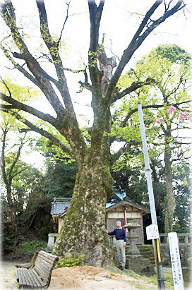 画像：沖野神社の大ケヤキ（幹と並ぶ）