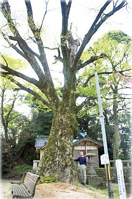 画像:沖野神社の大ケヤキ(幹と並ぶ)