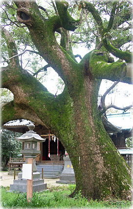 画像:大堂神社のクスノキ_1