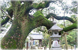 画像:大堂神社のクスノキ_2