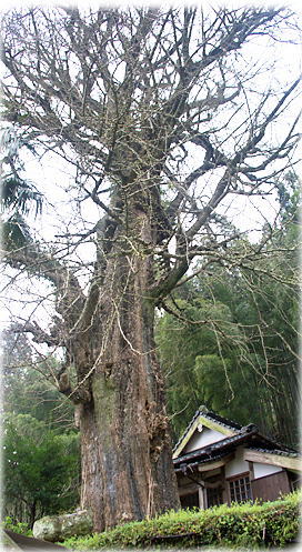 画像:大川内山のイチョウ
