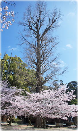 画像:大村神社のイチョウ(全景)