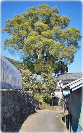 画像:太田尾の大クス