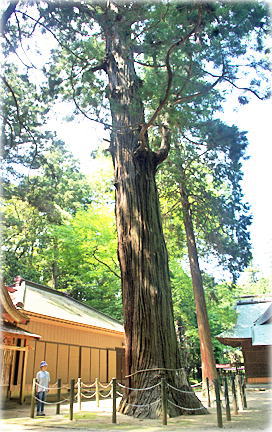 画像:大生神社のスギ(幹と並ぶ)