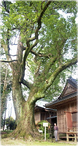 画像:織島神社の楠(幹と並ぶ)